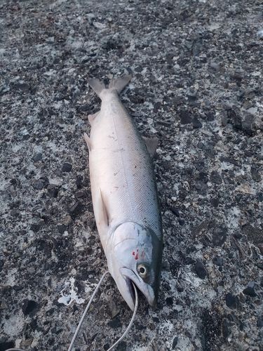 サクラマスの釣果