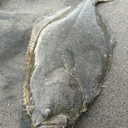 ヒラメ