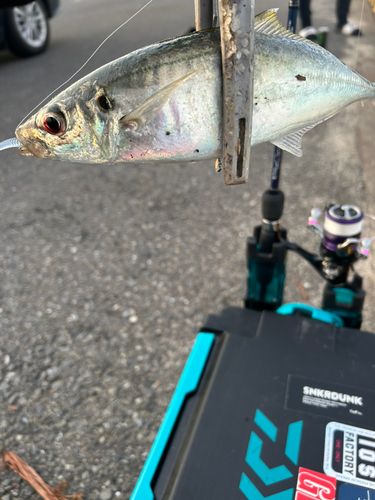 マルアジの釣果