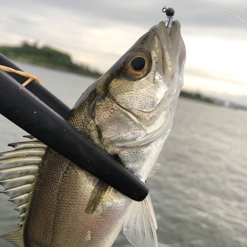 ハネ（マルスズキ）の釣果