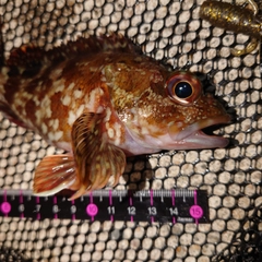 カサゴの釣果