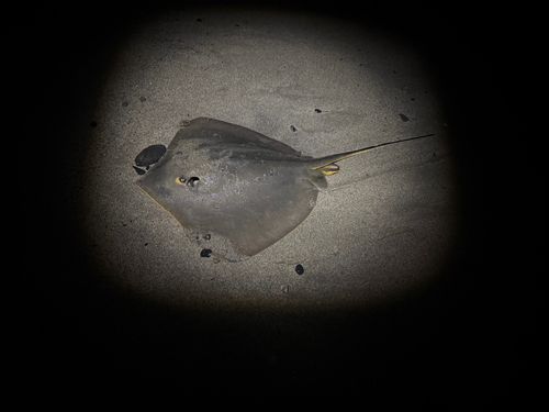 シロギスの釣果