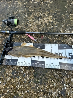 マゴチの釣果