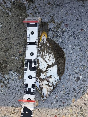 マガレイの釣果