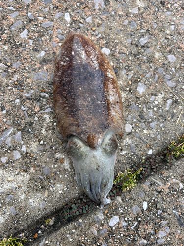 コウイカの釣果