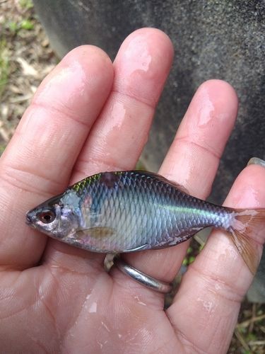 タイリクバラタナゴの釣果