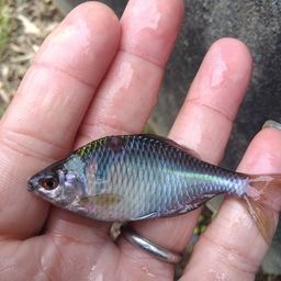 タイリクバラタナゴ