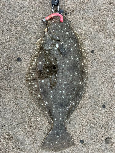 ヒラメの釣果