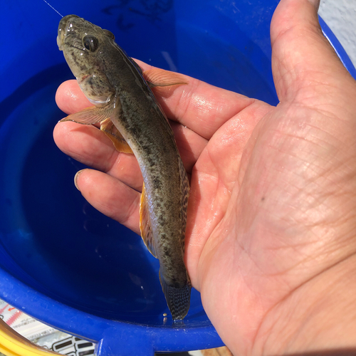 ハゼの釣果