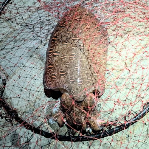 モンゴウイカの釣果