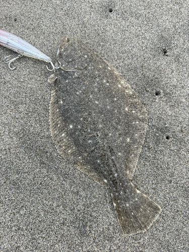 ソゲの釣果