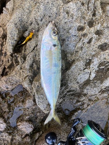 マルアジの釣果