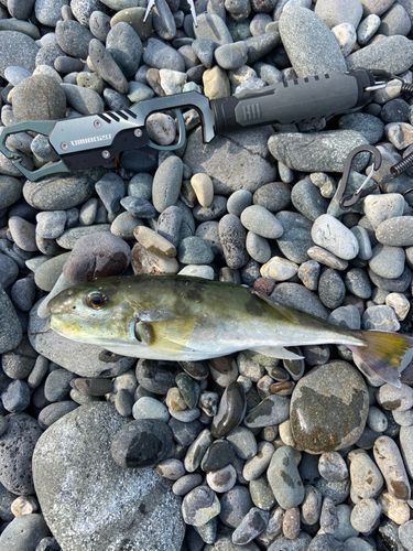 シロサバフグの釣果
