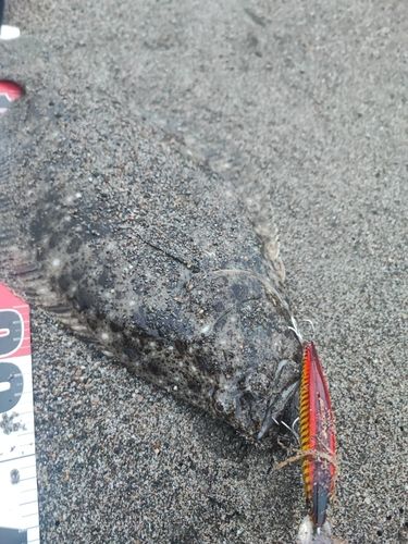 ヒラメの釣果