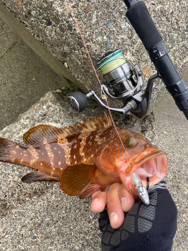 キジハタの釣果