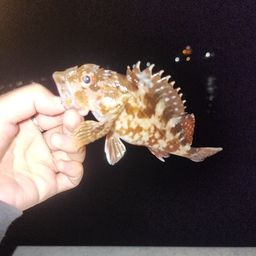 カサゴ