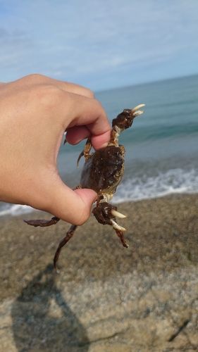 モクズガニの釣果