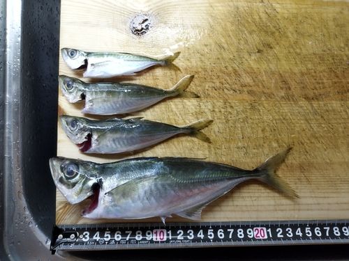 アジの釣果