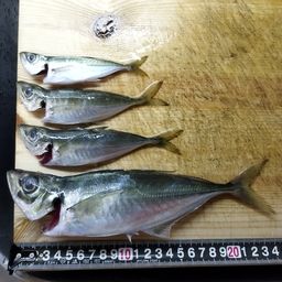 アジ