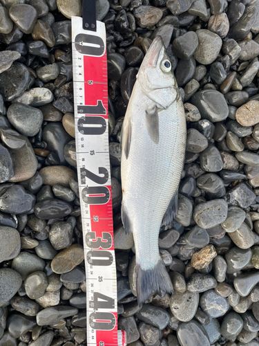 ヒラスズキの釣果