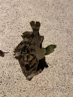 ソイの釣果