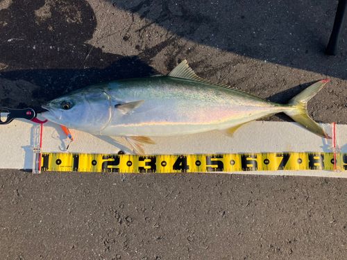 ブリの釣果