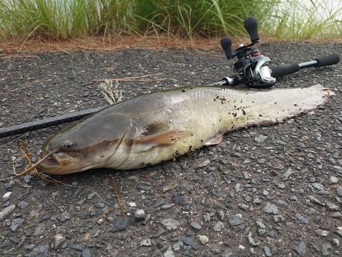 ナマズの釣果