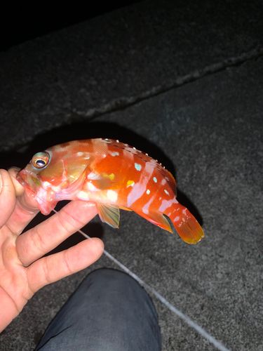 アカハタの釣果