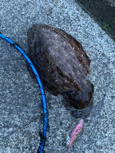 モンゴウイカの釣果