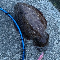 モンゴウイカ