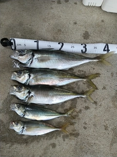 アジの釣果