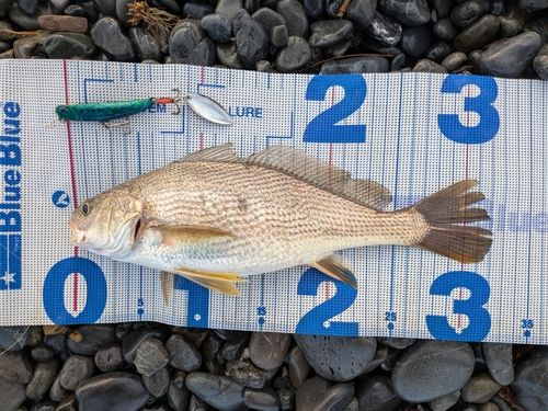 イシモチの釣果