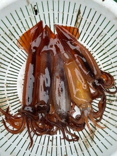 ムギイカの釣果