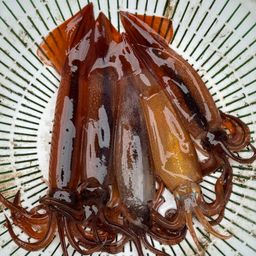 ムギイカ
