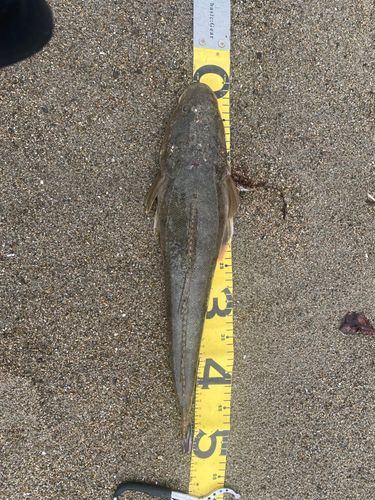 マゴチの釣果