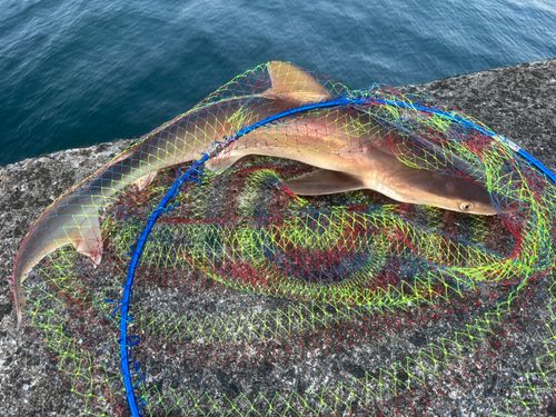 サメの釣果