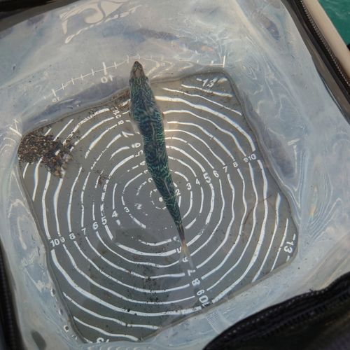 サバの釣果