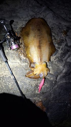 アオリイカの釣果