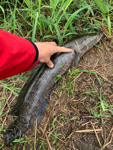 ライギョの釣果