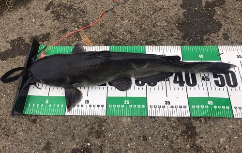 アメリカナマズの釣果