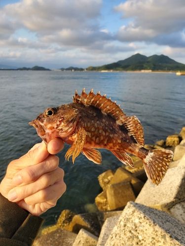 カサゴの釣果