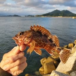 カサゴ