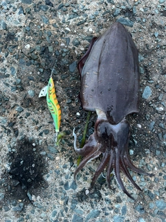 モンゴウイカの釣果