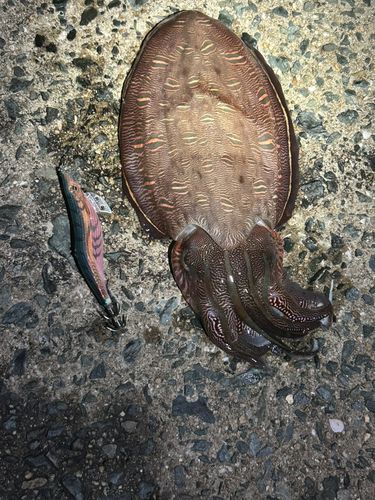 モンゴウイカの釣果