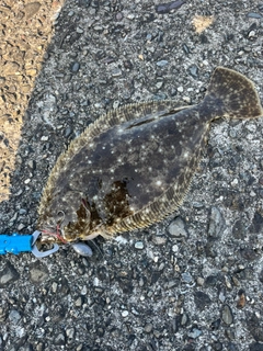 ヒラメの釣果