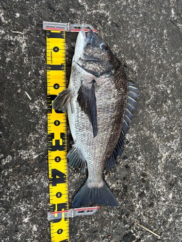 クロダイの釣果