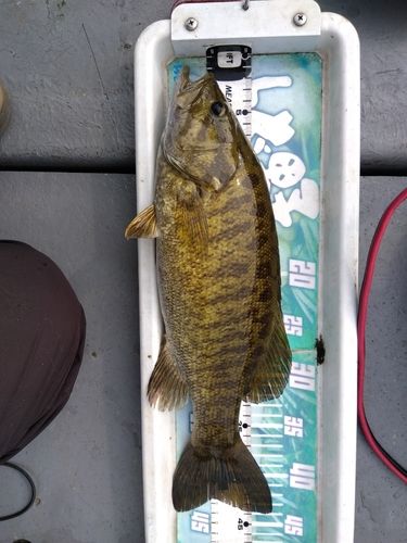スモールマウスバスの釣果