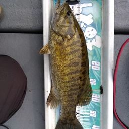 スモールマウスバス