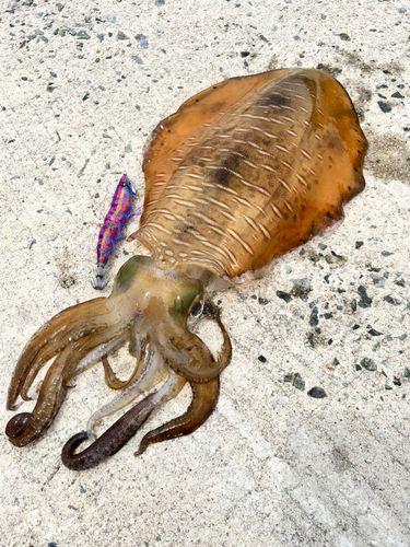 アオリイカの釣果