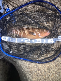 キジハタの釣果